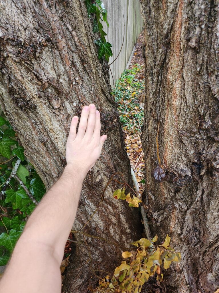 Expert tree care by Chop N' Drop in Seattle, WA