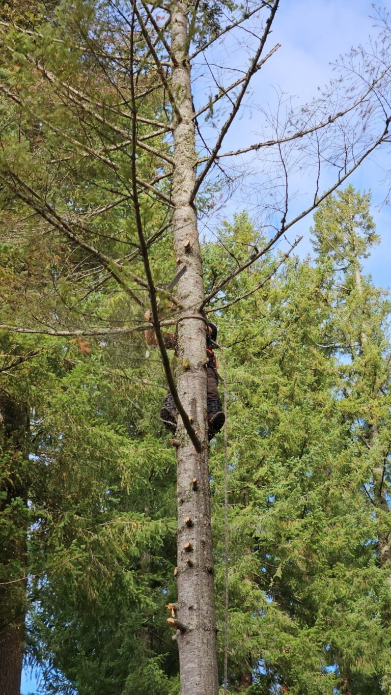 Professional tree trimming and tree removal by Chop N' Drop